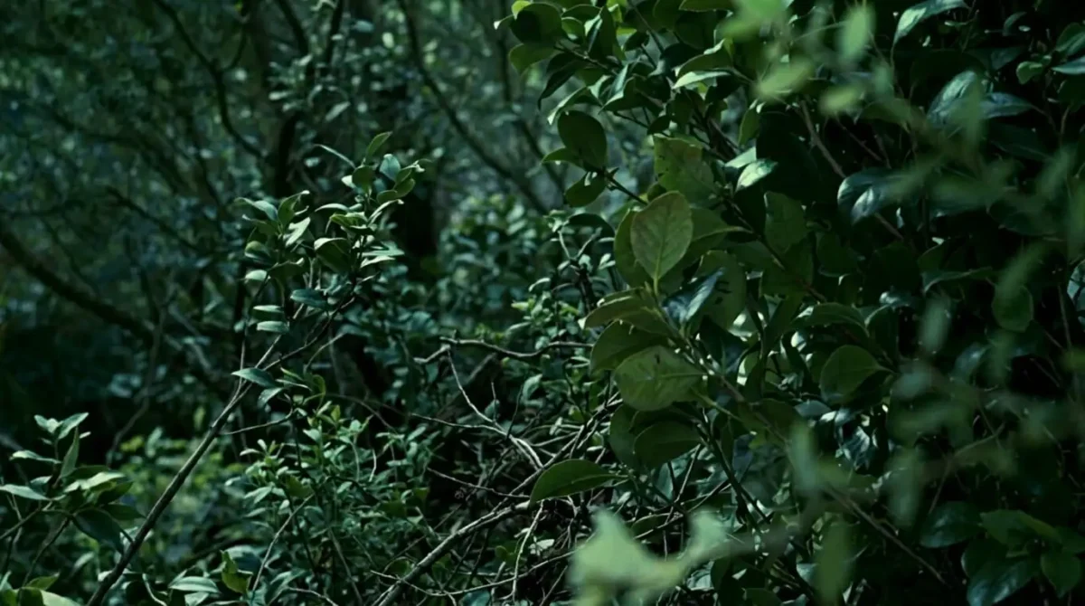 Timecrimes (Los Cronocrímenes): O Labirinto do Determinismo e a Engenharia de um Paradoxo Perfeito Floresta onde se inicia o paradoxo temporal em Timecrimes.